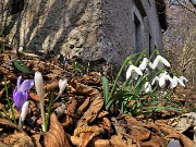 42 Festa di fiori sui sentieri al Monte Zucco - Galanthus nivalis (Bucanevi) e Crocus (Crochi)